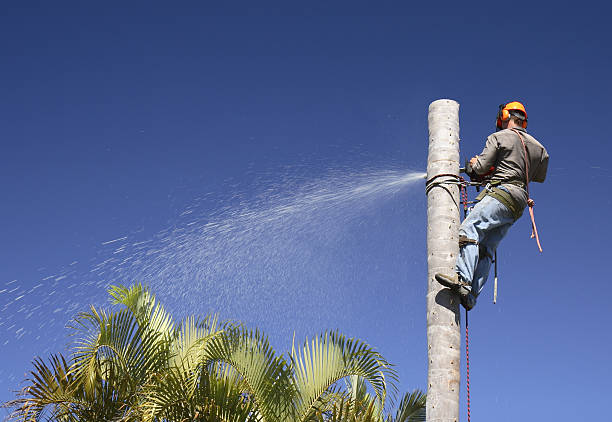 Best Tree Removal Service  in USA